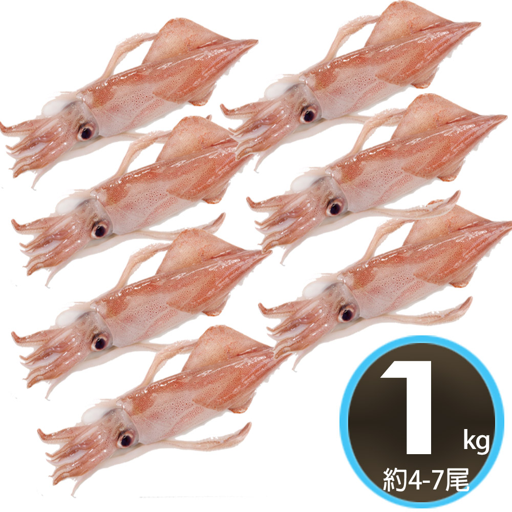 華得水產 台灣現撈透抽1公斤組(約4-7尾)