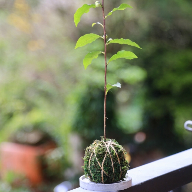 南投 Hugosum和菓森林紅茶莊園|尋茶之旅-植樹大師_單一