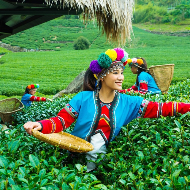 嘉義 優遊吧斯股份有限公司|瑪翡茶莊茶藝體驗_單一