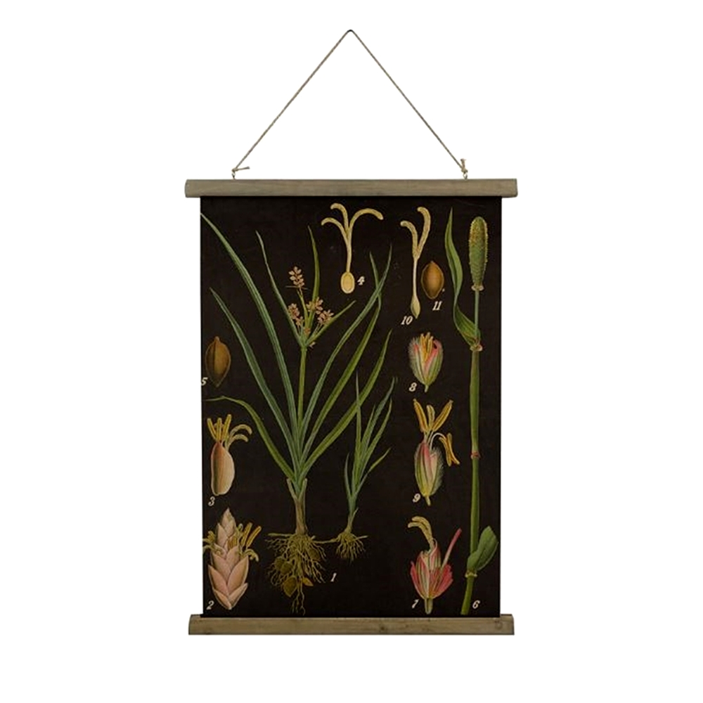 美式復古卷軸植物圖鑑裝飾掛畫40*60CM(4款可選) - PChome 24h購物