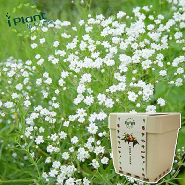 【iPlant】積木小農場 - 滿天星