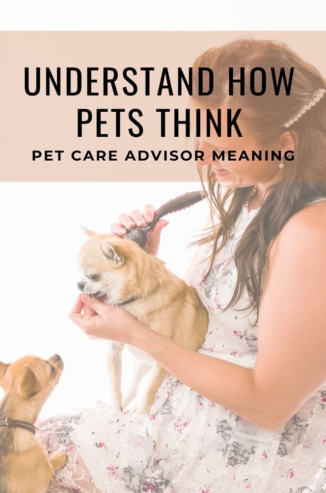 Understand How Pets Think: Pet Care Advisor Meaning