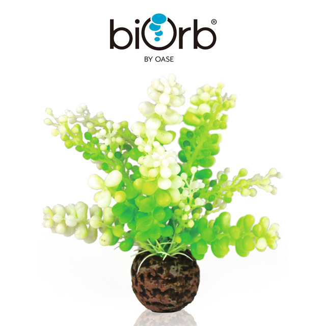 OASE 歐亞瑟 biOrb 仿真海葡萄(綠色)