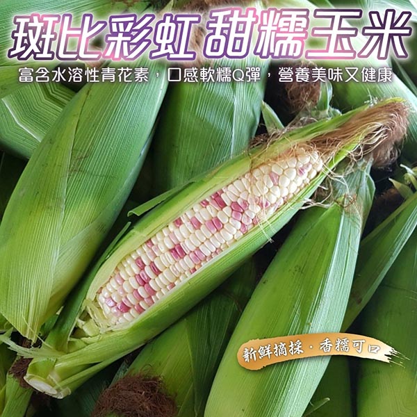 WANG蔬果 【果農直配】斑比彩虹甜糯玉米(30~35支/約15斤)