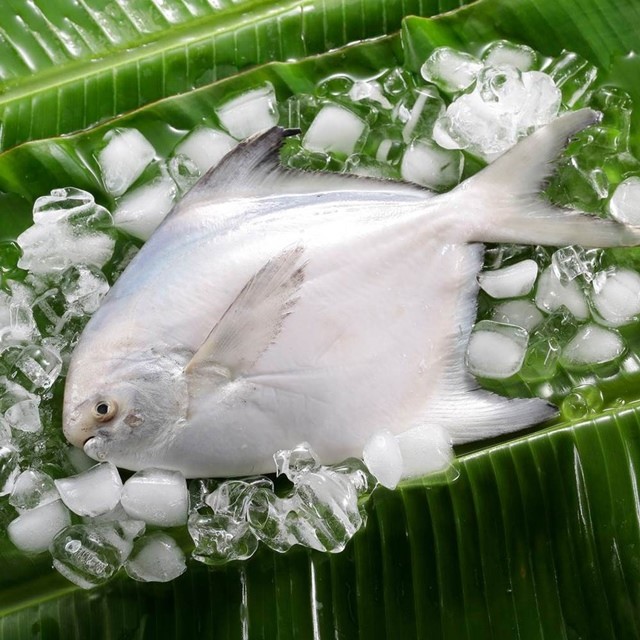 華得水產 鮮嫩野生白鯧魚8件組(300-400G/尾)