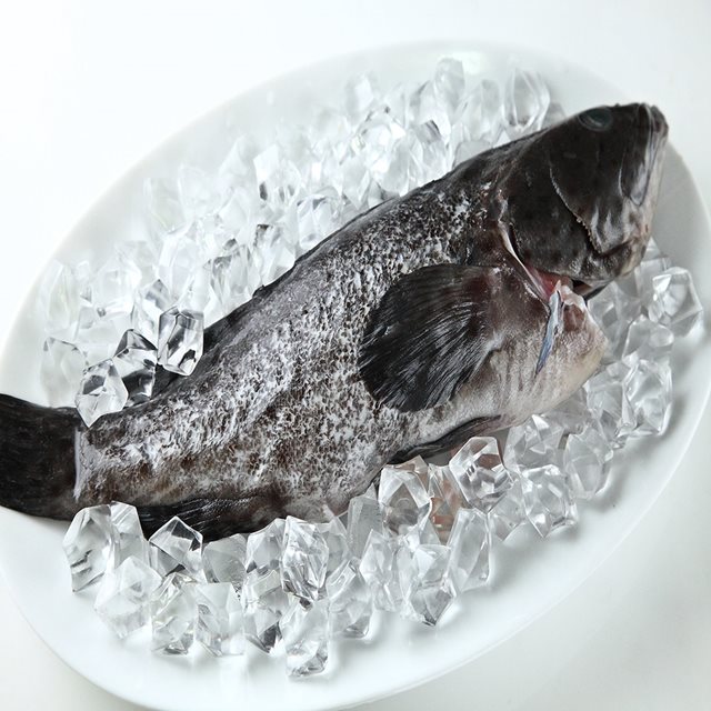 華得水產 青斑石斑魚1尾(400-490g/尾)